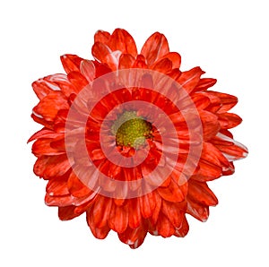 Red Chrysanthemum Flower Isolated over White Background