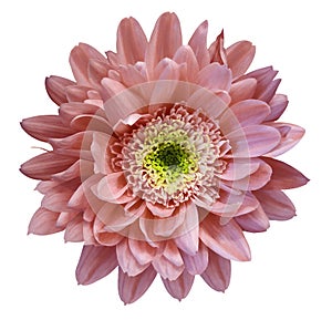 Red chrysanthemum flower isolated on white background with clipping path. Closeup no shadows. For design.