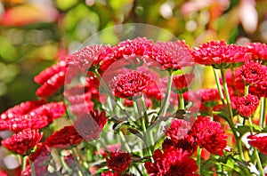 RED CHRYSANTHEMUM FLOWER