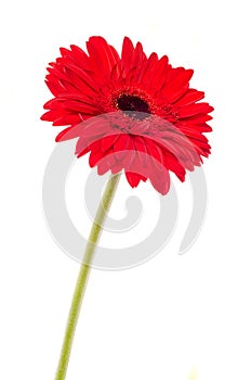 Red Chrysanthemum flower, white background, also called as mums or chrysanths, family Asteraceae