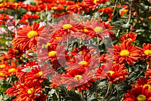 Red chrysanthemum flowers