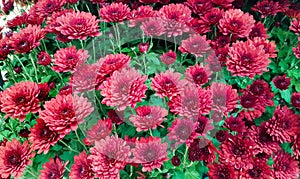 Red chrysanthemum flowers background