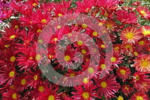Red chrysanthemum flowers