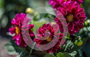 Red Chrysanthemum flowers isolated close up photography.