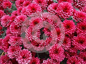Red Chrysanthemum Flowers Natural Background