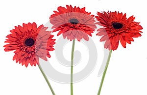 Red Chrysanthemum flowers, white background, also called as mums or chrysanths, family Asteraceae