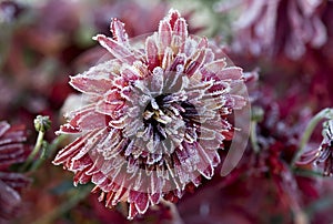 Red chrysanthemum in frost.