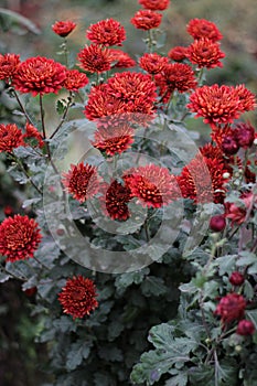 Red Chrysanthemum grandiflorum flowers in the garden