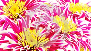Red Chrysanthemum