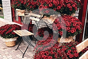 Red chrysanthemum plants bloom in flower farm shop. Bushes of burgundy chrysanthemums garden or park outdoor cafe. Autumn