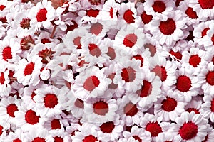 Red chrysanthemum santini flowers