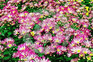 Red Chrysanthemums