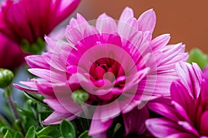 Red chrysanthemums flowering plants