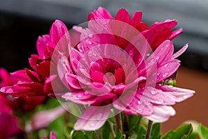 Red chrysanthemums flowering plants