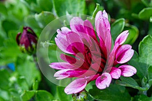 Red chrysanthemums flowering plants in natural light