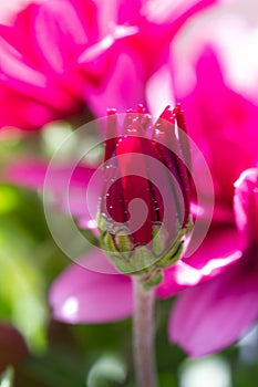 Red chrysanthemums flowering plants in natural light