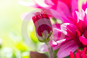 Red chrysanthemums flowering plants in natural light