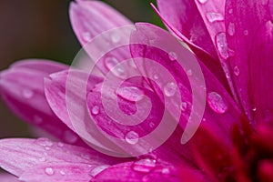 Red chrysanthemums flowering plants with rain drops