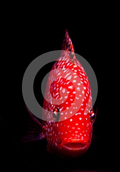 Red cichlid fish