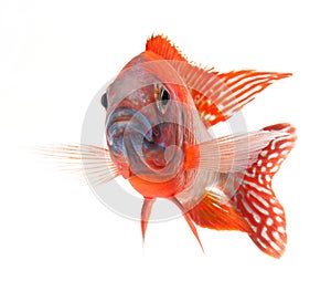 Red cichlid fish, ruby red peacock fish