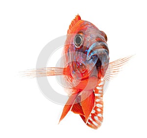 Red cichlid fish, ruby red peacock fish