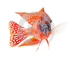 Red cichlid fish, ruby red peacock fish