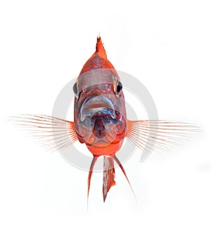 Red cichlid fish, ruby red peacock fish, isolated