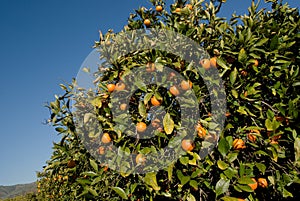 Red citrus on the tree photo