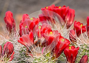 Red claret cup cactus flowers with a small orange fuzzy caterpillar eating one of the flowers