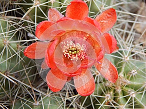 Red Claret Cup Hedgehog Cactus Flower