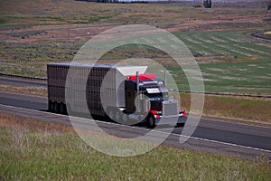 Red Classic Peterbilt / Livestock Trailer photo