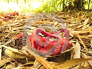 Red clathre, mushroom in the form of a wire