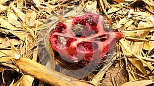 Red clathre, mushroom in the form of a wire