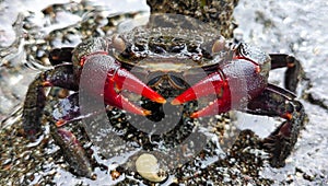 RED CLAW CRAB DISPLAY