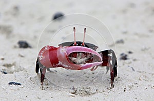 Red-clawed Crab