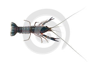 Red claw crayfish alive or fash water lobster alive set on isolate white background photo