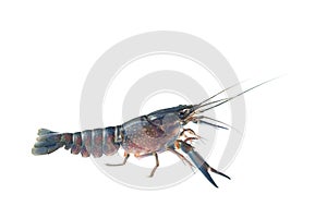 Red claw crayfish alive or fash water lobster alive set on isolate white background photo