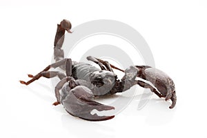 Red Claw Scorpion