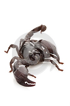 Red Claw Scorpion