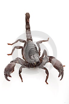 Red Claw Scorpion