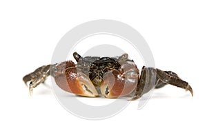 Red-clawed crab - Perisesarma bidens
