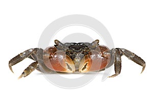 Red-clawed crab - Perisesarma bidens