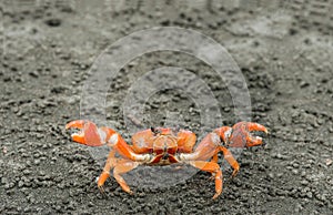 Red cliff crab, Ecuador