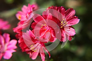 Red cliff maids (also known as Lewisia cotyledon or Siskiyou lewisia) in spring