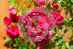 Red Climbing Rose Bush  Blaze  Plant