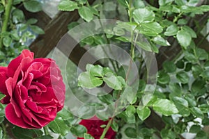 Red climbing rose curls on the wall in the garden on the dacha