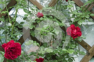 Red climbing rose curls on the wall in the garden on the dacha