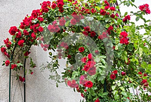 Red climbing roses