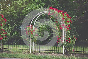 Red climbing roses on arch blooming in garden