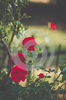 Red climbing roses on fence blooming in garden